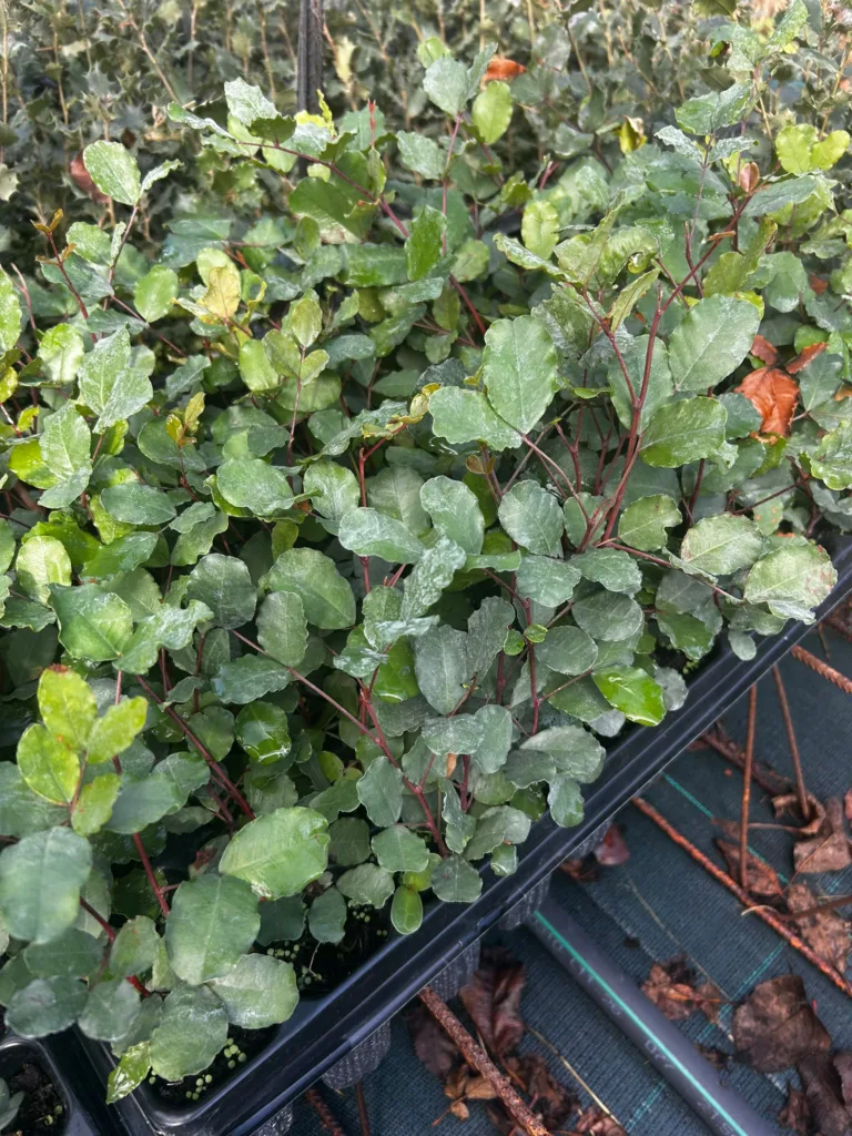 Planta autóctona en bandeja forestal