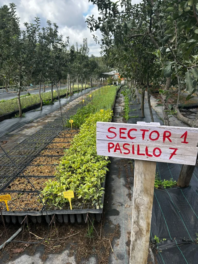 Zona de producción de planta forestal en bandejas en el vivero Florestasur